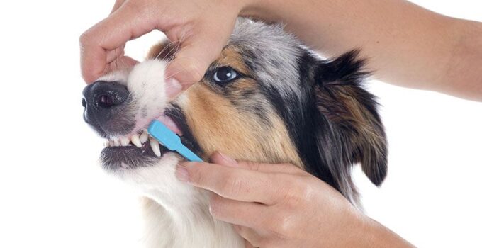 Como escovar os dentes do seu cão