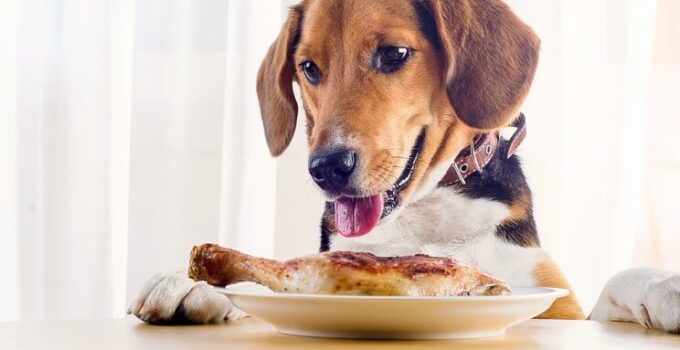 20 alimentos que os cães podem comer