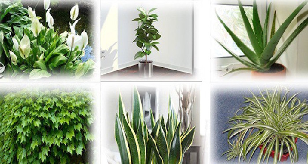 plantas filtro de ar